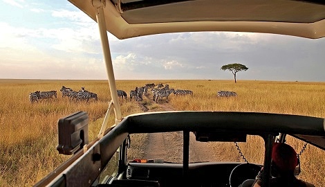 Gamedrive Serengeti