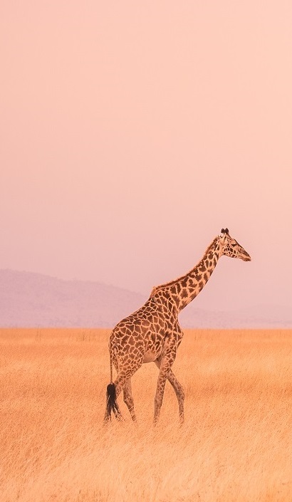 Serengeti