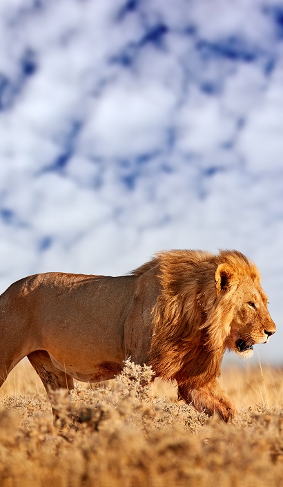 Serengeti National Park Tanzania